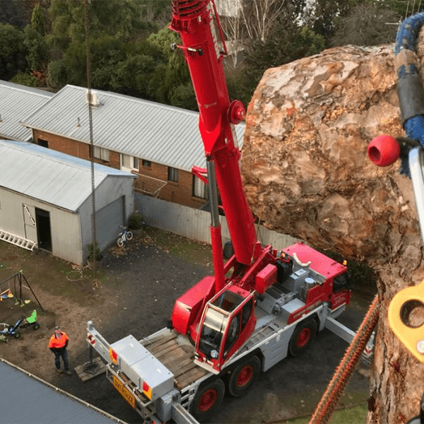 Crane assisting with tree removal