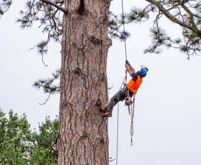Arborist carrying out tree removal in the Macedon Ranges